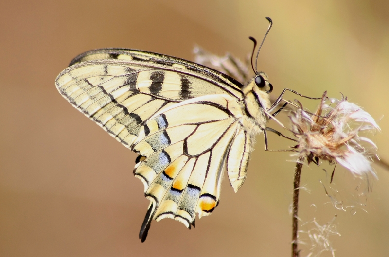 Papilio Machaon, the Queen